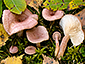 Lactarius spinosulus