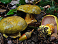 Cortinarius ionochlorus