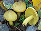 Tricholoma frondosae