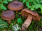 Cortinarius brunneus