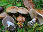 Cortinarius pseudoarcuatorum