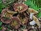 Russula vinosobrunnea