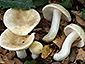 Russula faustiana