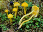 Hygrocybe glutinipes var. glutinipes