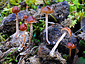 Psilocybe coprophila