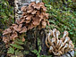 Armillaria borealis