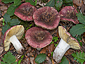 Russula seperina