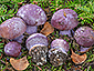 Cortinarius dibaphus