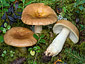 Russula favrei