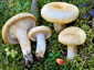 Lactarius tuomikoskii