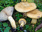 Lactarius repraesentaneus