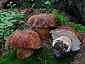 Boletus pinophilus