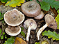 Lactarius luridus