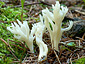 Clavulina coralloides