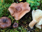 Lactarius hysginus