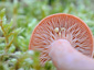 Lactarius duplicatus