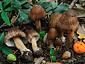 Inocybe maculata