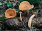 Lactarius cfr aurantiacus