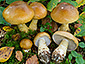 Cortinarius olidus