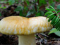 Lactarius tuomikoskii