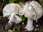 Amanita strobiliformis