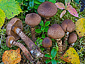 Cortinarius pholideus