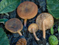 Lactarius obscuratus var. subalpinus