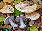 Cortinarius platypus