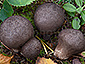 Lycoperdon umbrinum