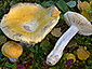 Russula claroflava