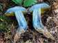 Boletus pulverulentus