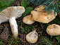 Russula camarophylla