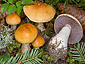 Cortinarius varius