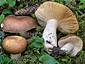 Russula integra