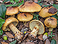 Cortinarius aurilicis