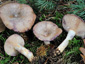 Lactarius luridus