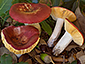 Russula rutila