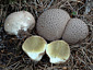 Lycoperdon nigrescens