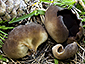 Helvella aestivalis