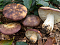 Russula viscida