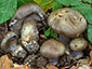 Cortinarius glaucopus var. olivaceus