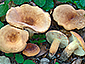 Lactifluus subvolemus