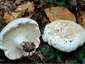 Lactifluus glaucescens