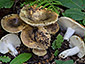 Russula heterophylla