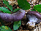 Cortinarius cumatilis