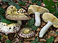 Russula romellii