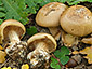 Cortinarius humolens