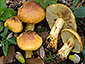 Cortinarius aurilicis