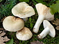 Russula galochroa