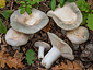 Russula pseudoaeruginea